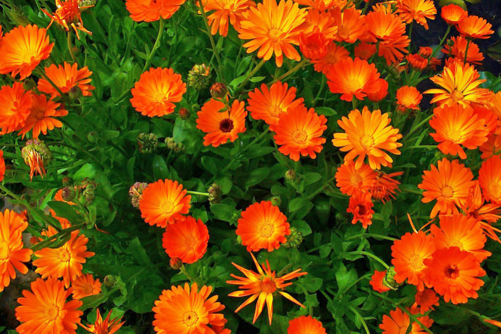 Calendula officinalis