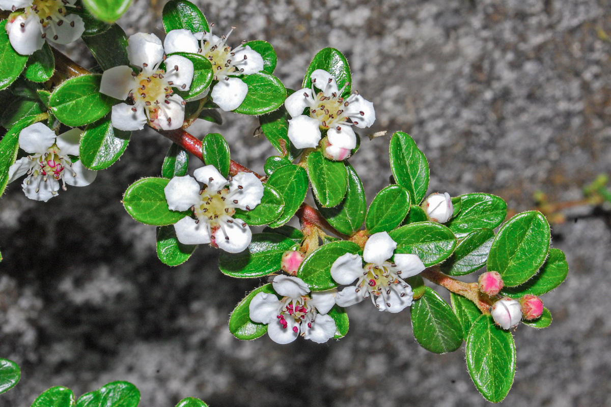 Cotoneaster horizontalis