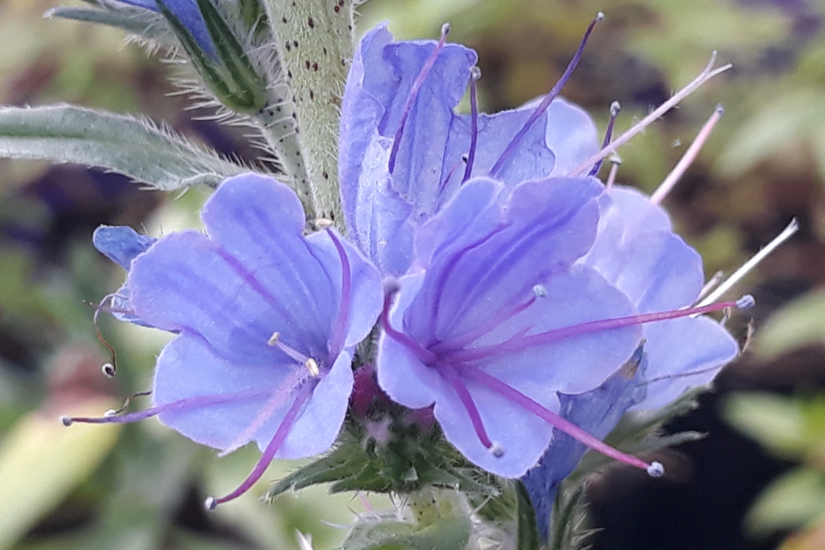 Echium vulgare