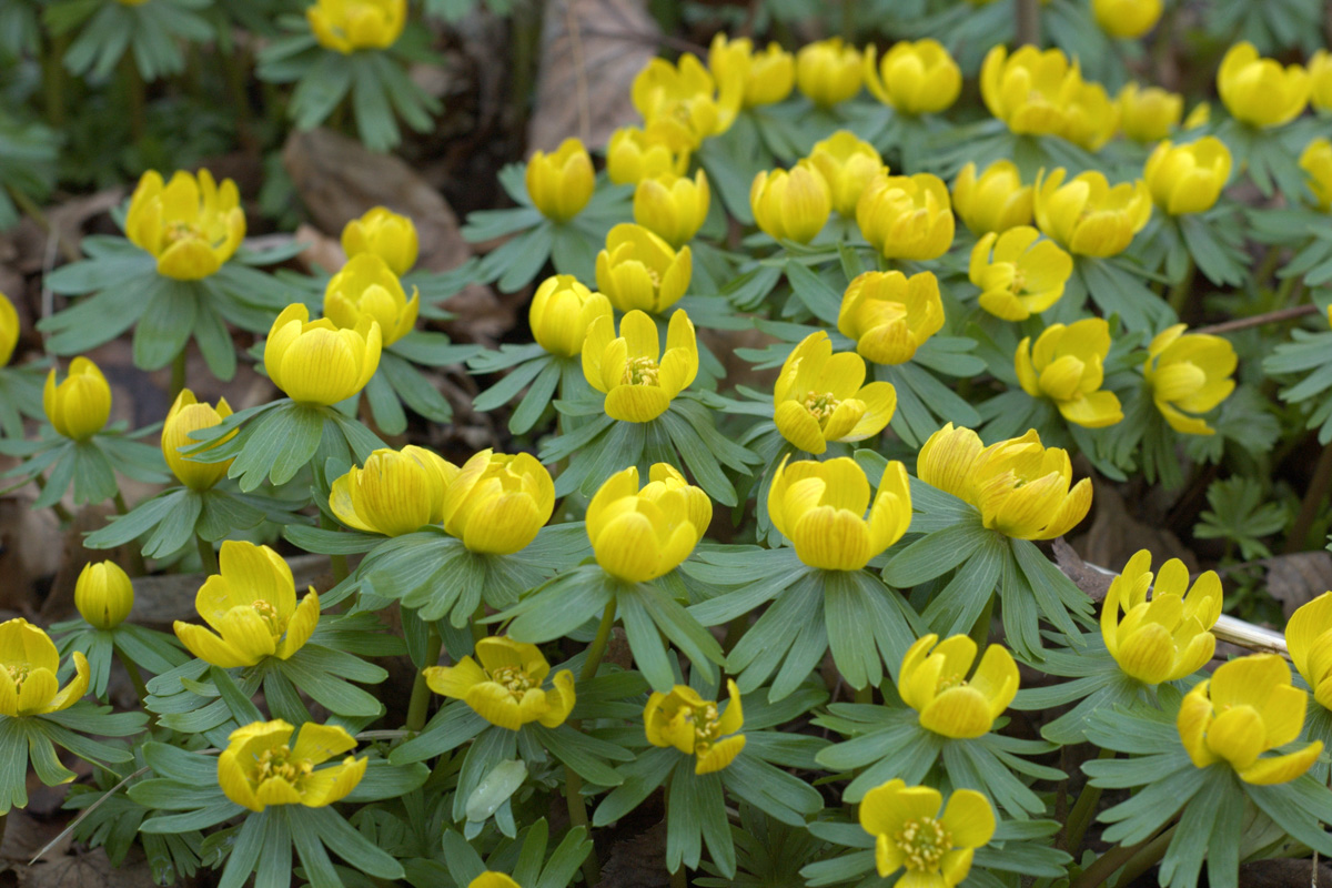 Eranthis