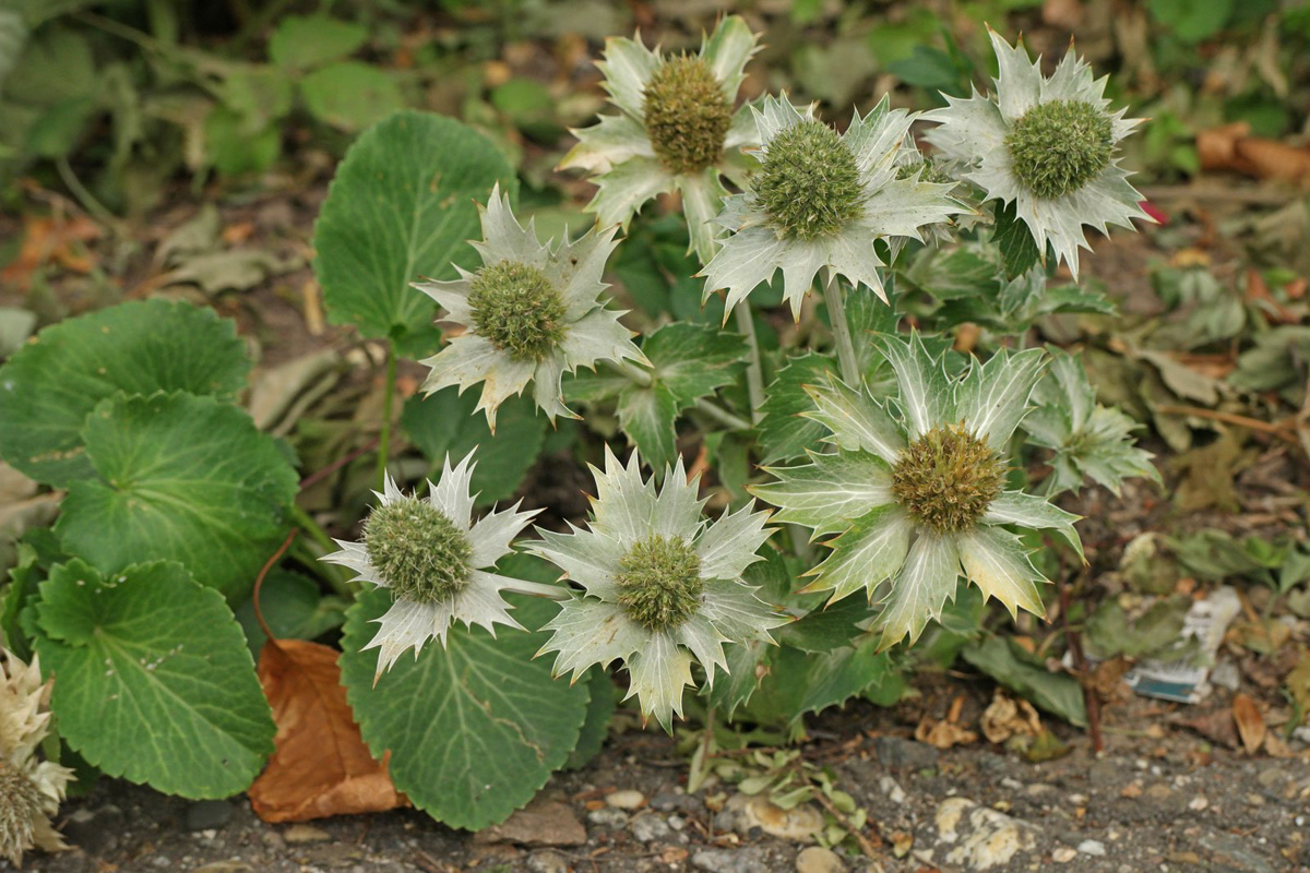 Eryngium giganteum