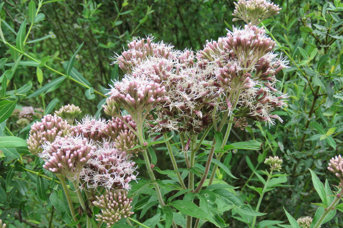 Eupatorium cannabinum