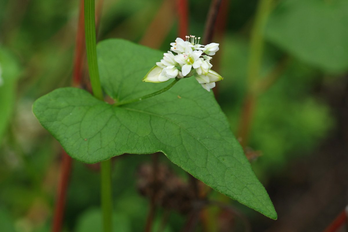 Fagopyrum esculentum