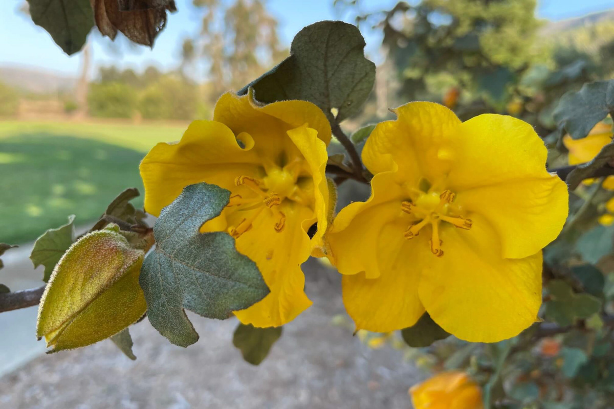 Fremontodendron californicum