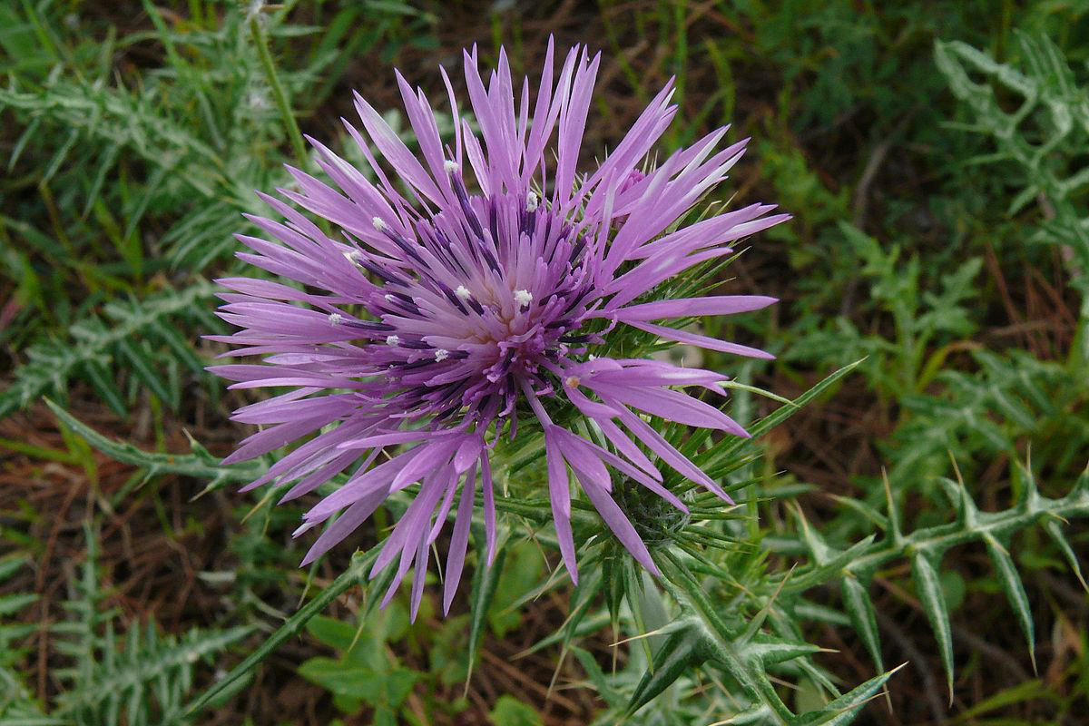 Galactites tomentosa