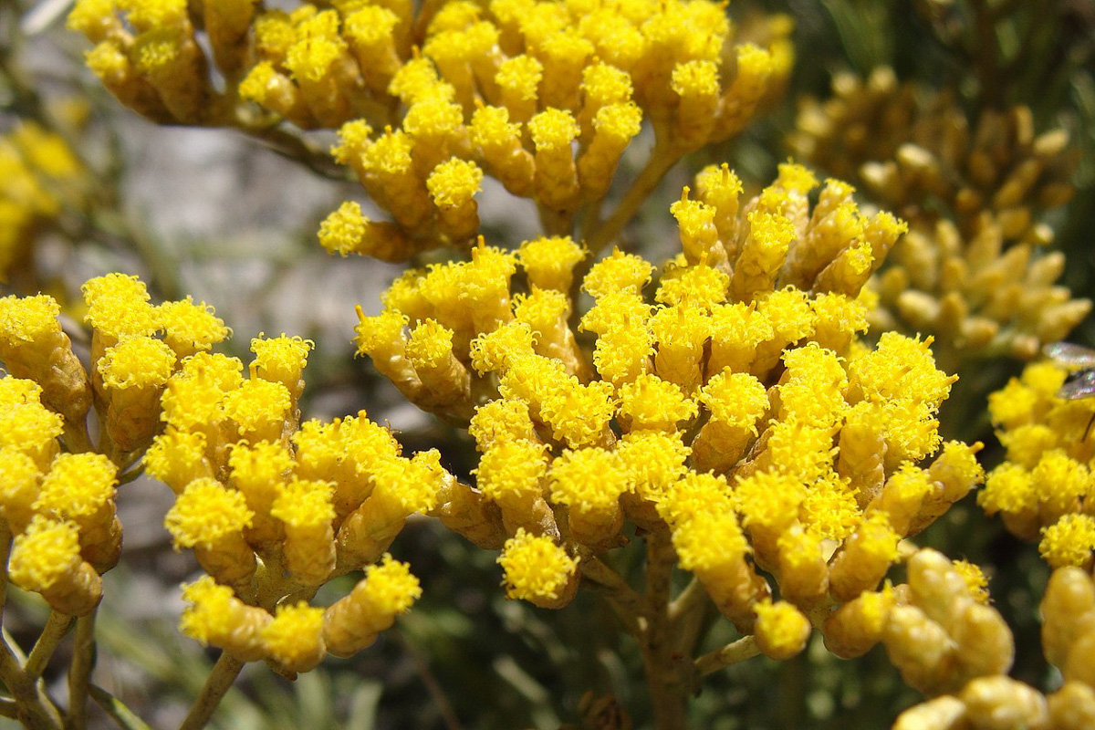 Helichrysum italicum