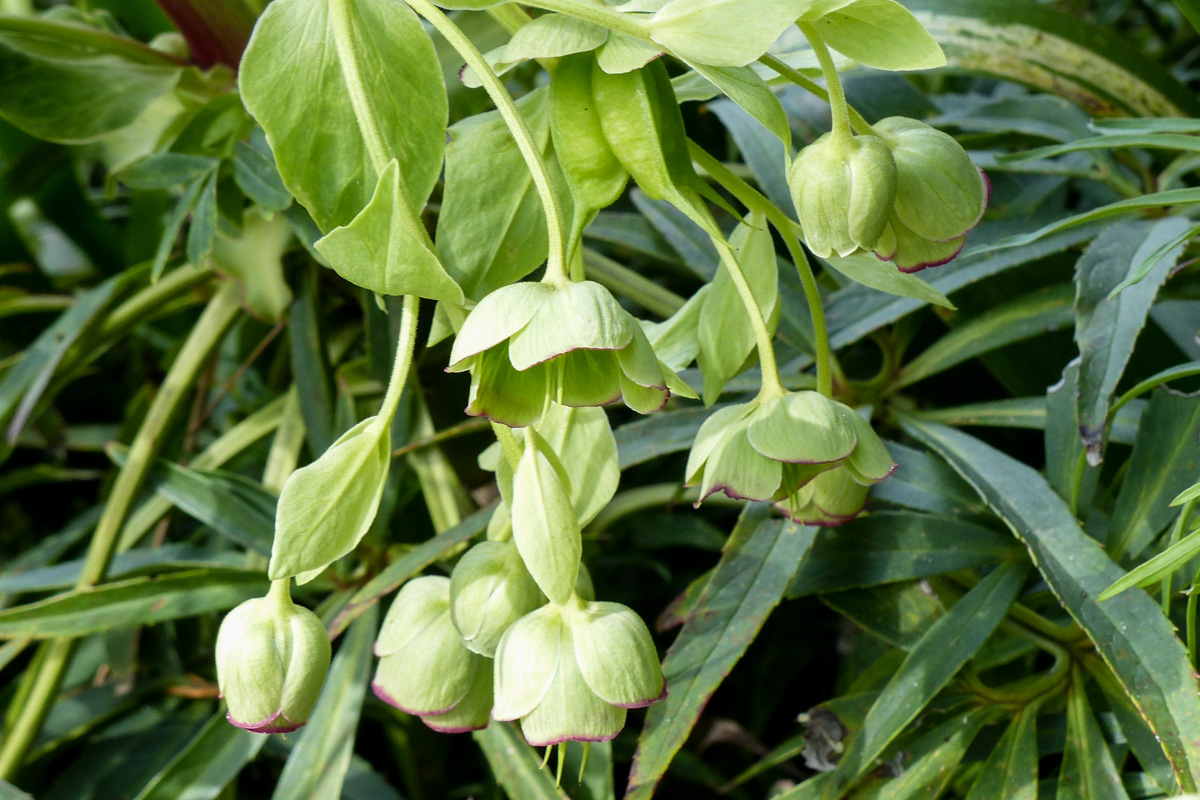 Helleborus foetidus