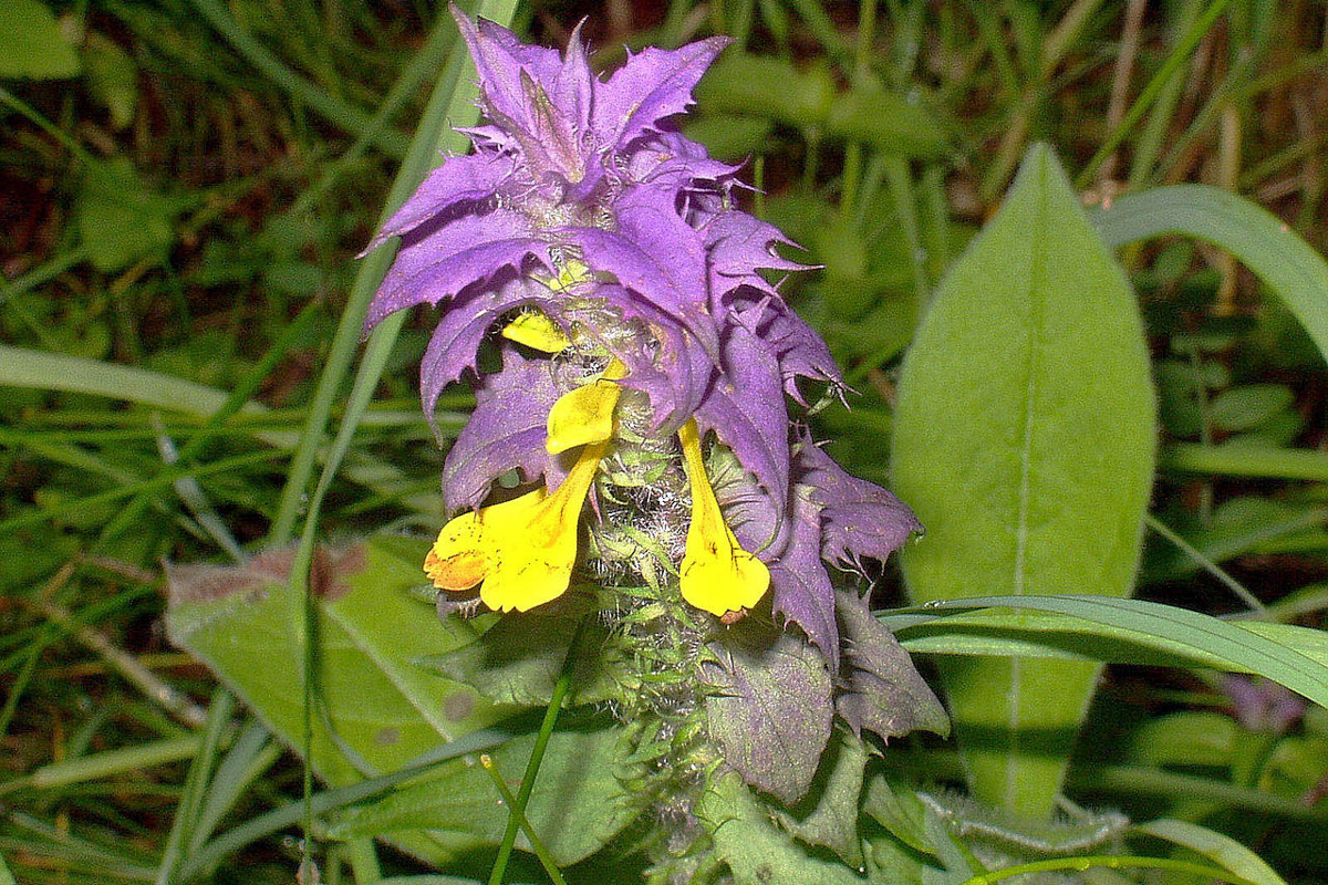 Melampyrum nemorosum