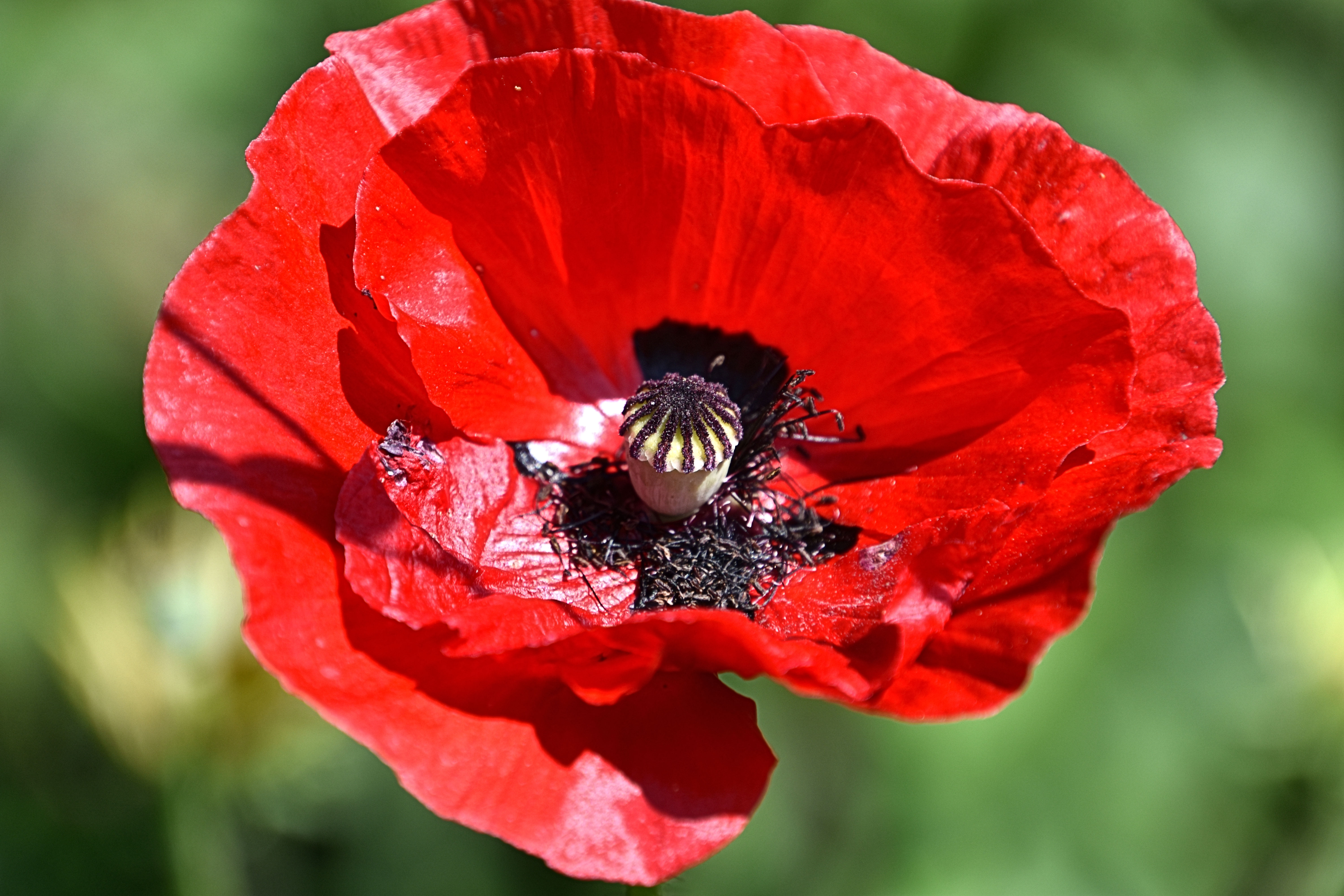 Papaver rhoeas