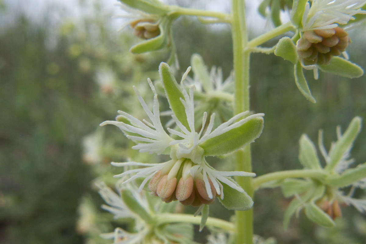 Reseda phyteuma