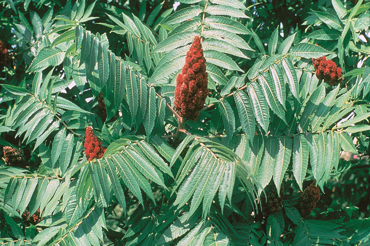 Rhus typhina