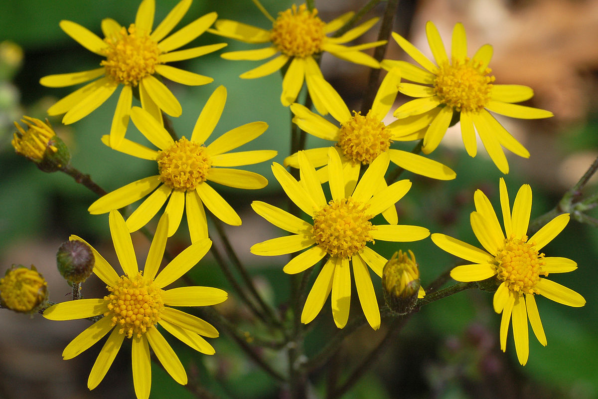 Senecio Aureus