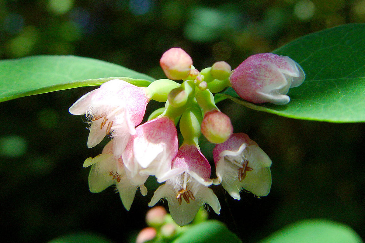 Symphoricarpos albus