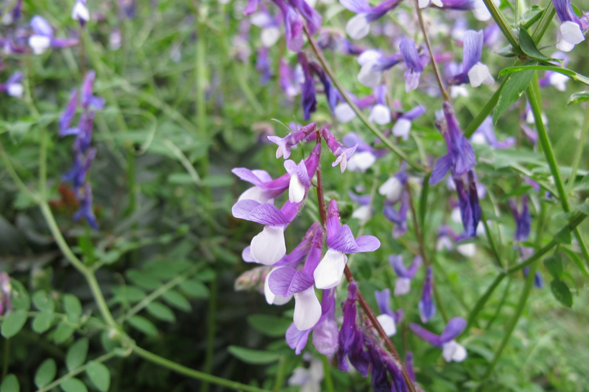 Vicia villosa