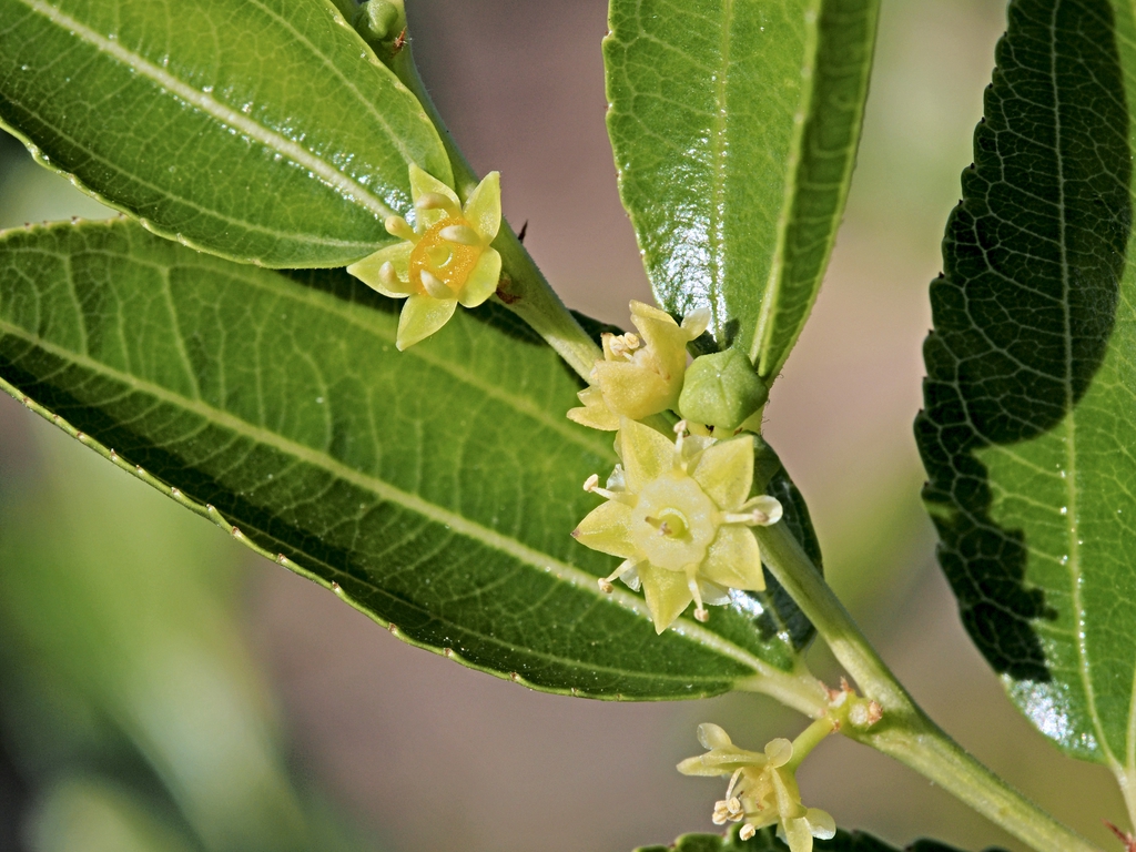 Ziziphus jujuba