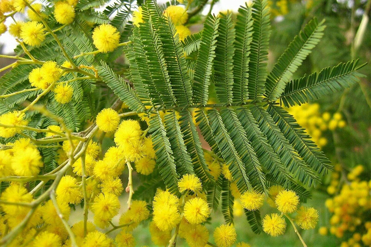 Acacia dealbata