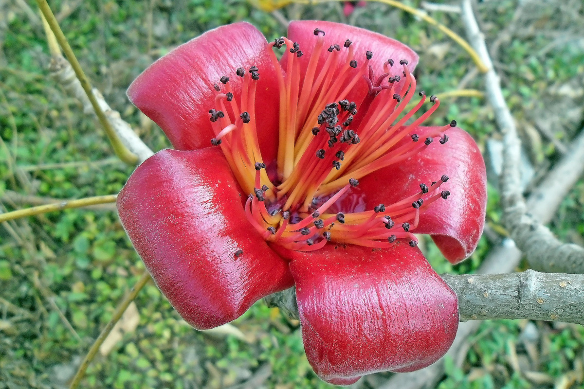 Bombax ceiba