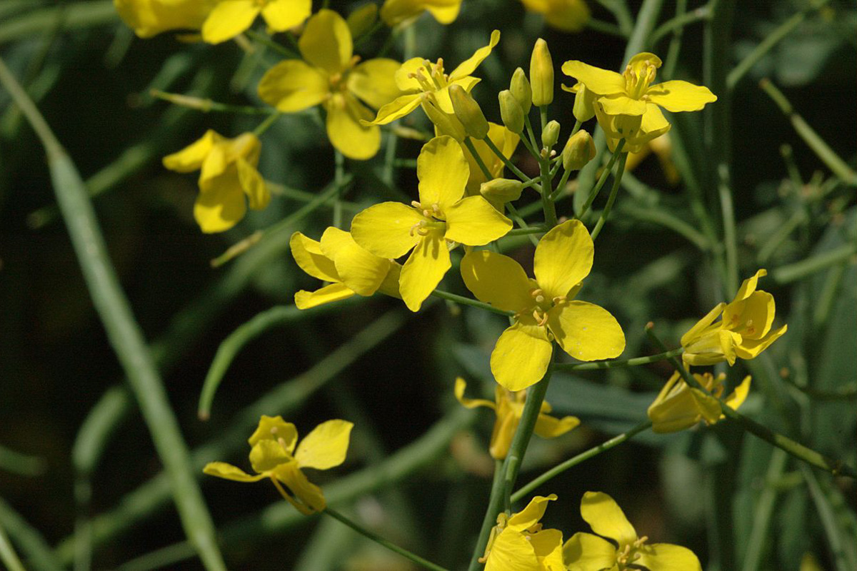 Brassica napus spp oleifera