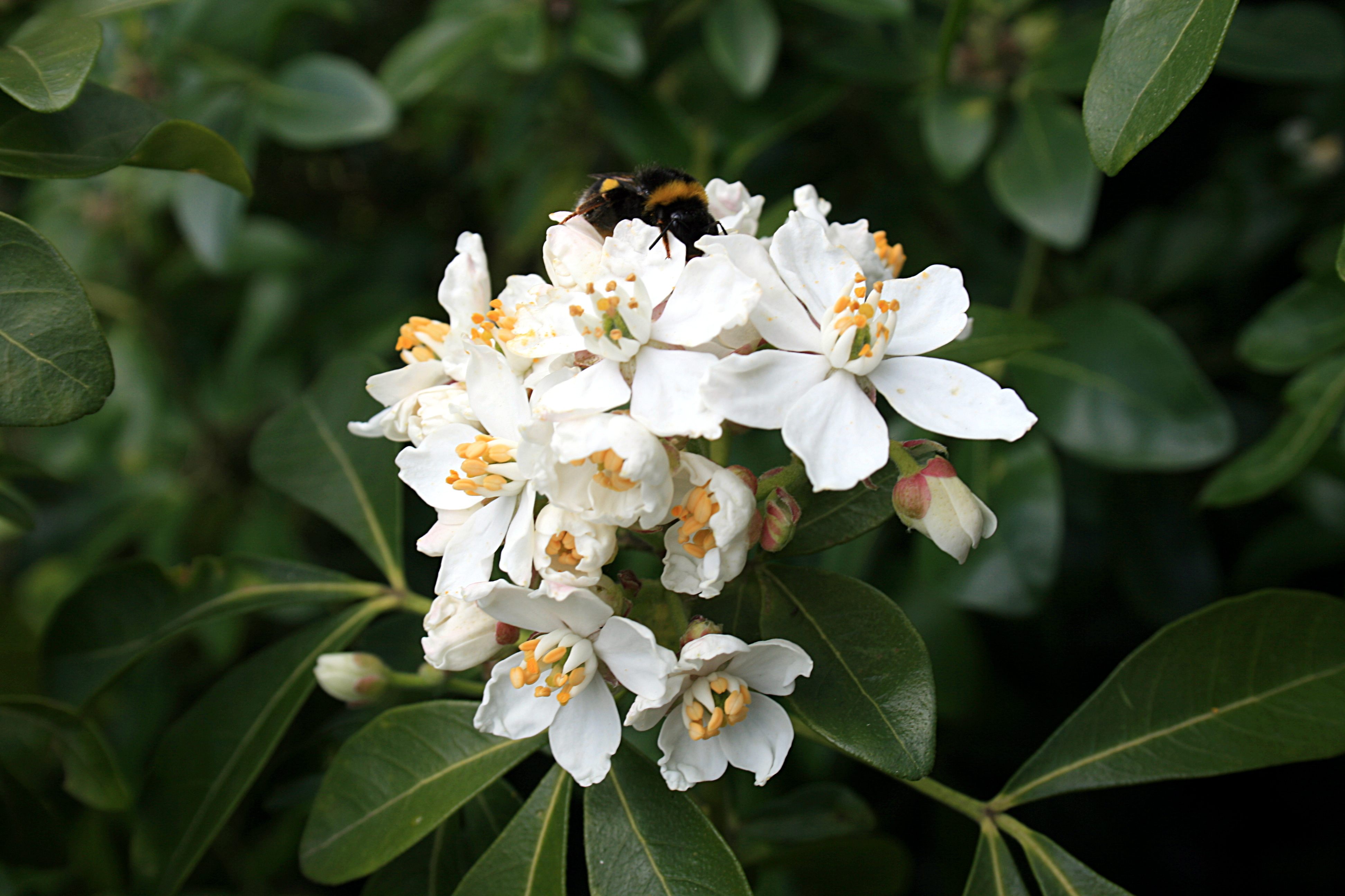 Choisya ternata