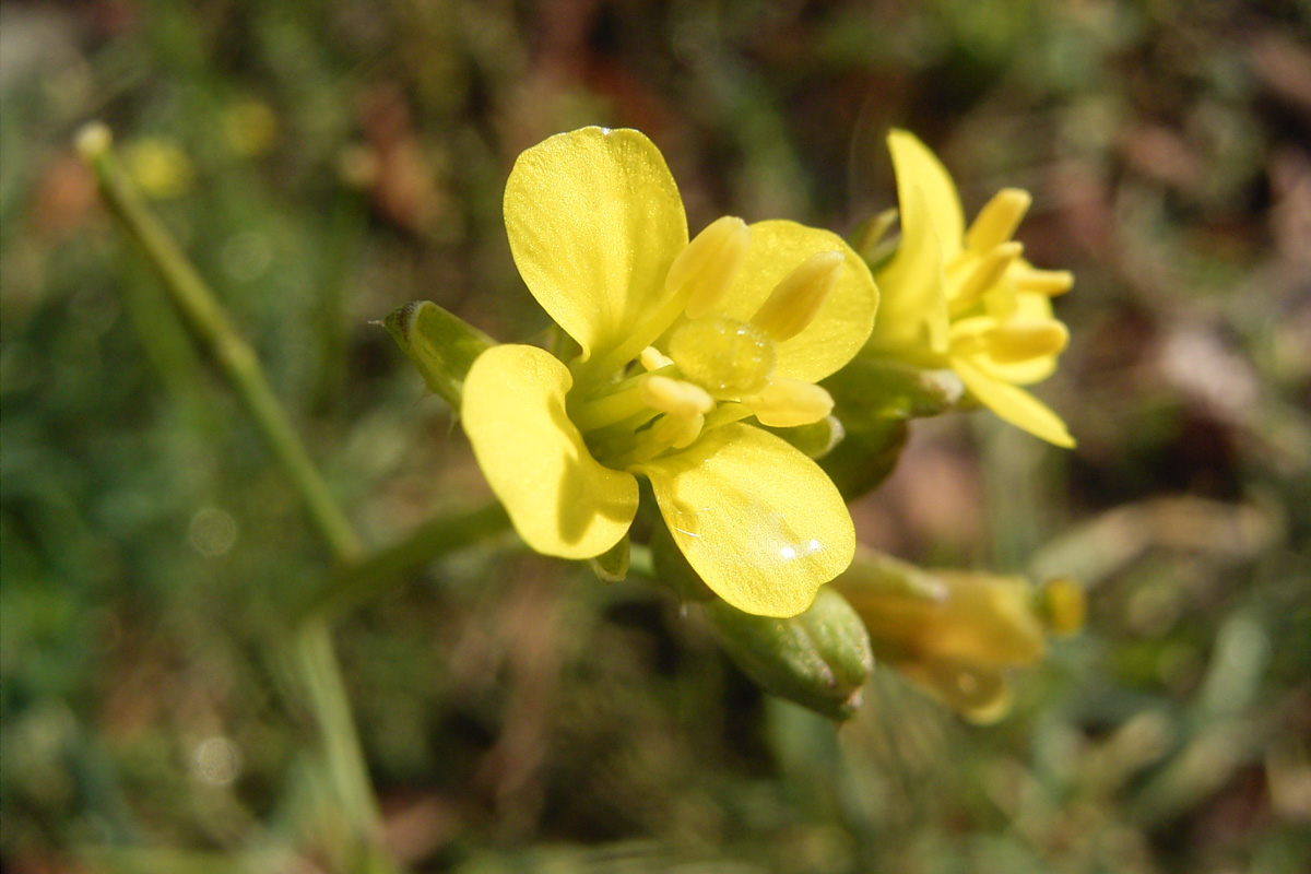 Diplotaxis tenuifolia
