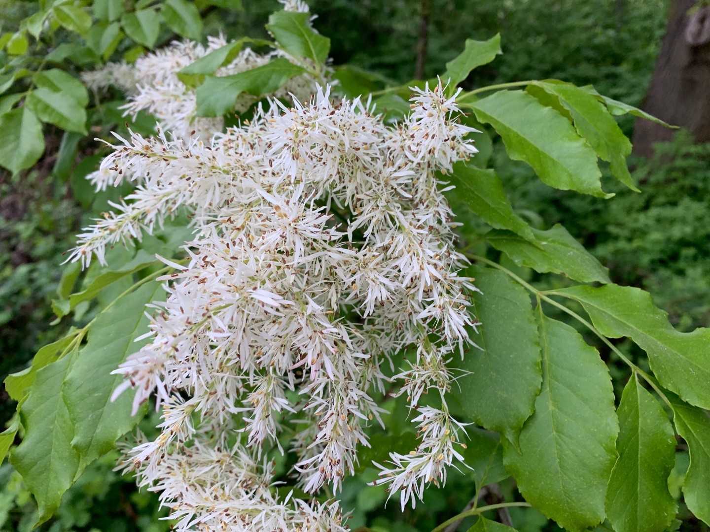 Fraxinus ornus