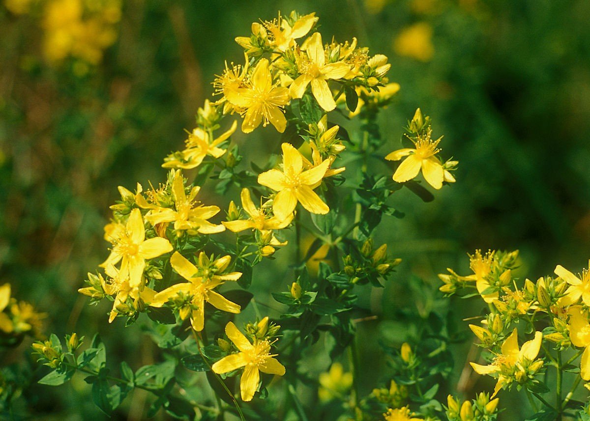 Hypericum perfoliatum