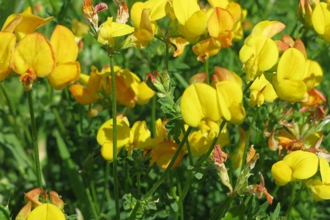 Lotus corniculatus
