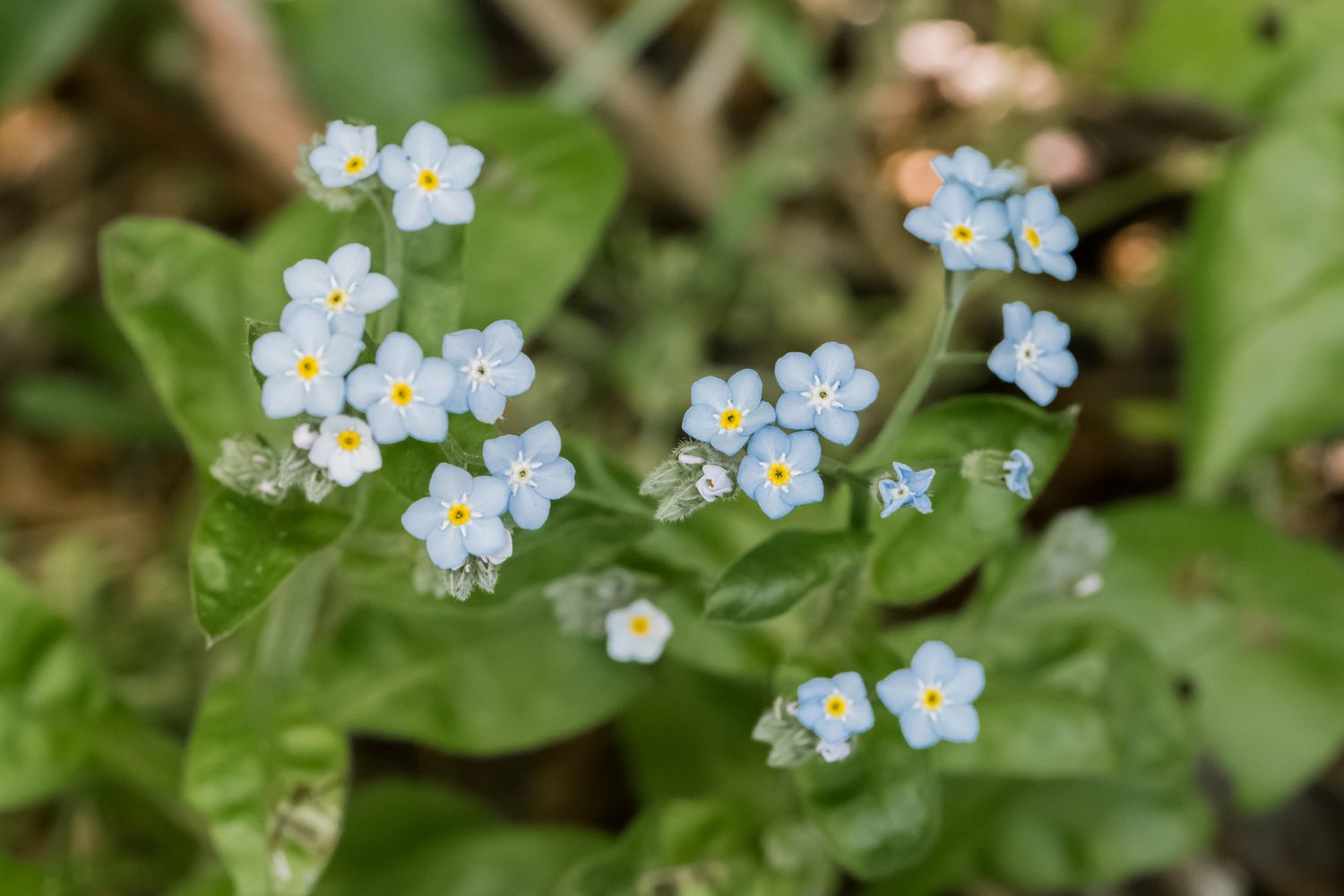 Myosotis 