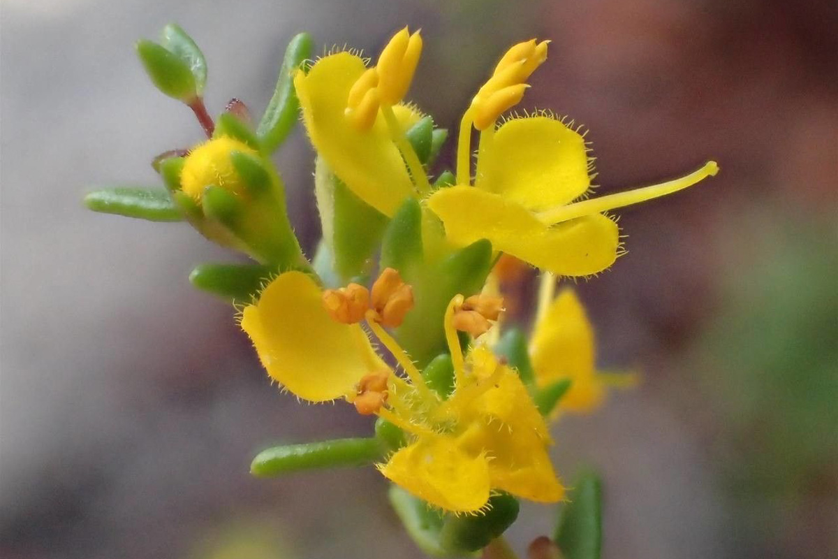 Odontites luteus