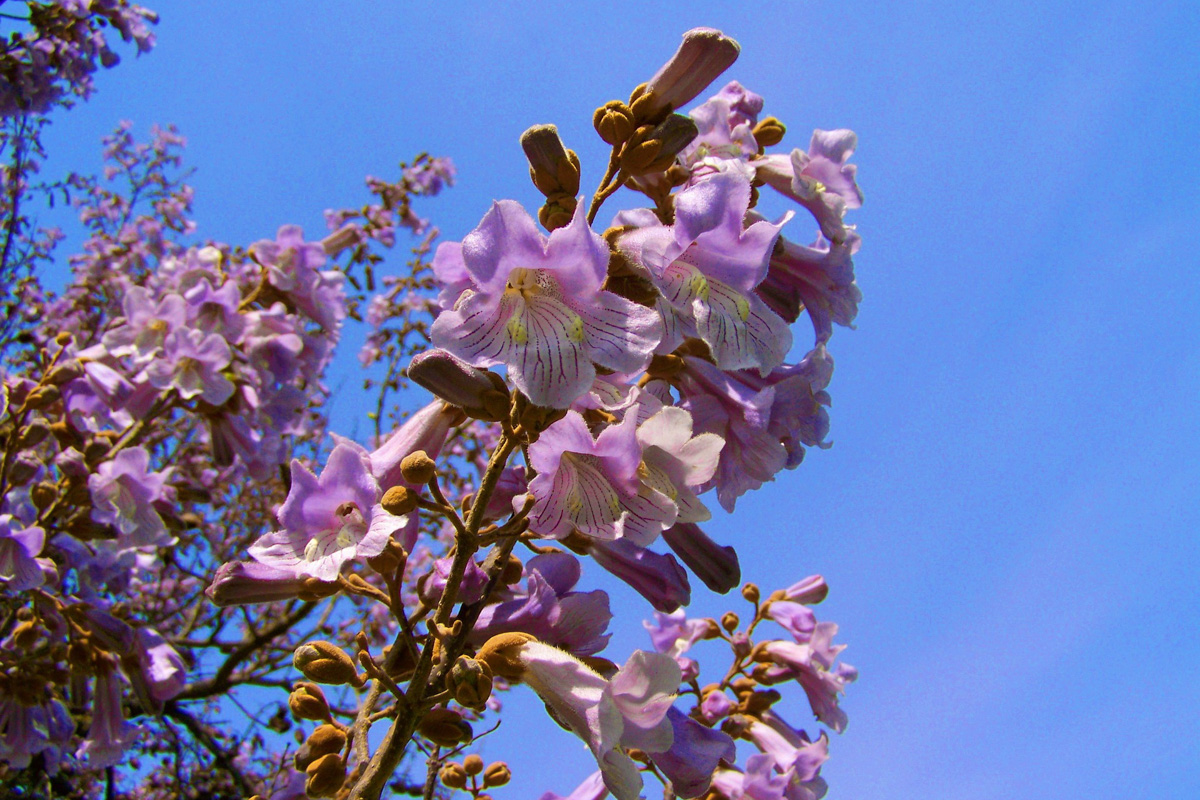 Paulownia tomentosa