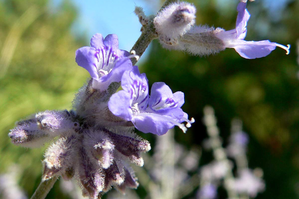 Perovskia atriplicifolia