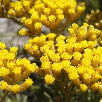 Helichrysum italicum