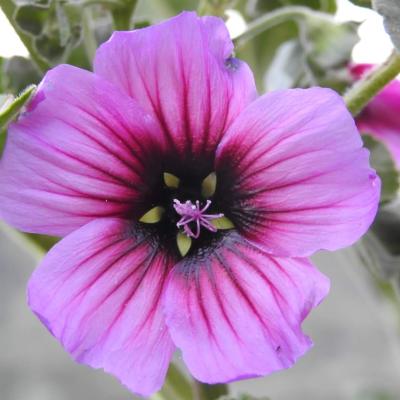 Lavatera arborea