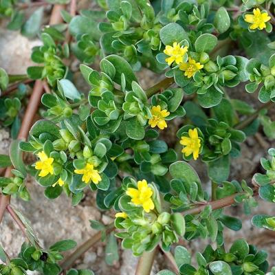 Portulaca oleracea