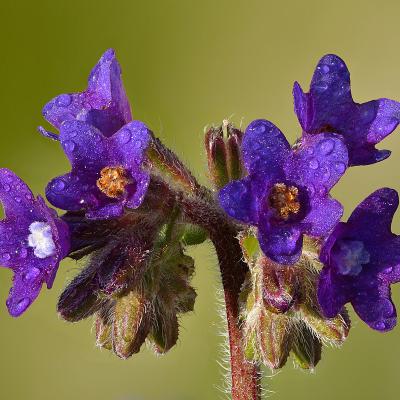 Anchusa officinalis