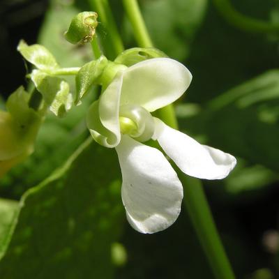 Phaseolus vulgaris
