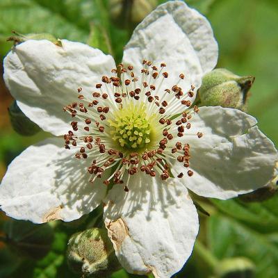 Rubus ulmifolius
