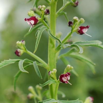 Scrophularia canina
