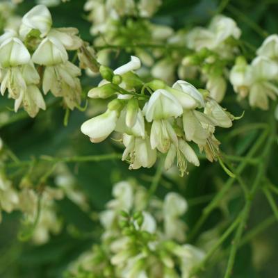 Styphnolobium japonicum