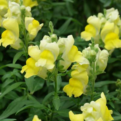 Antirrhinum majus