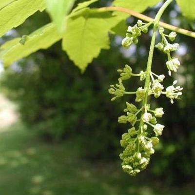 acer pseudoplatanus