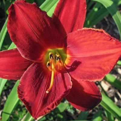 Hemerocallis fulva