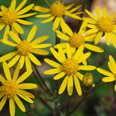 Senecio Aureus
