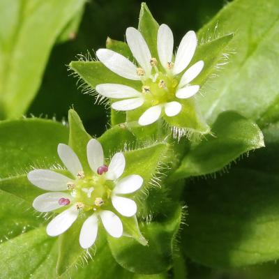 Stellaria media