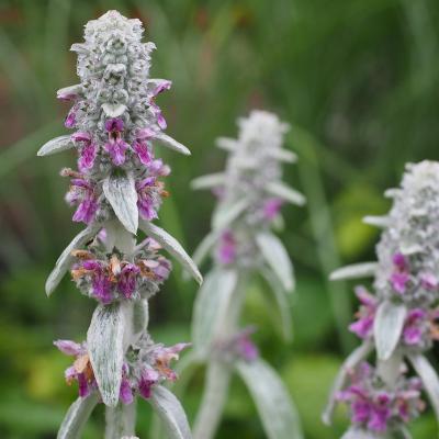 Stachys lanata - byzantina