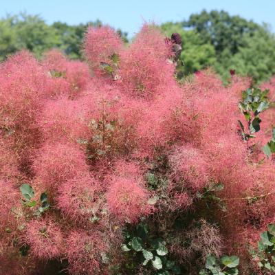 Cotinus coggygrya