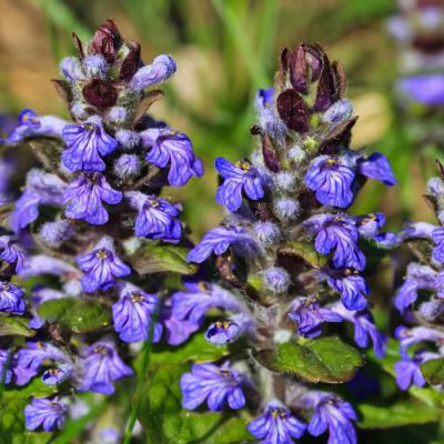 Ajuga reptans
