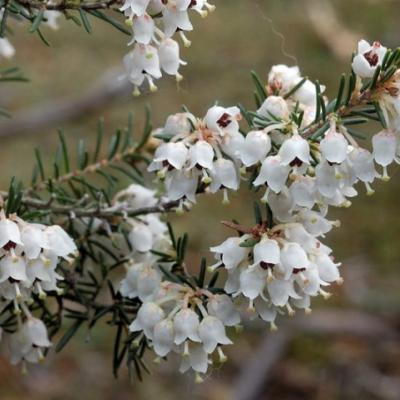 Erica arborea