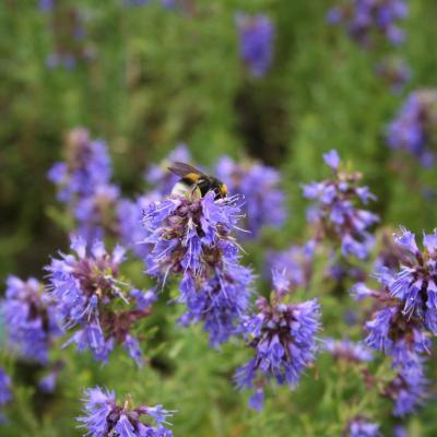 Hyssopus officinalis