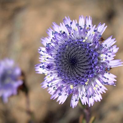 Globularia alypum